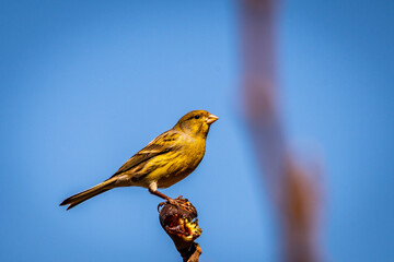 Pájaro posado en la rama de una higuera.