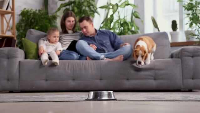A beautiful dog beagle eats food from a black plate. Food, wet and dry food for dogs concept. Friendship, domestic animal, pets concepts. Happy young couple playing and relaxing with pet dog at home.