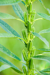 Sesame in farmland