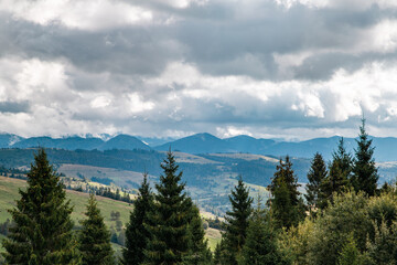 tops of coniferous trees on the background of mountains in cloudy weather.