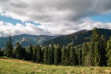 a glade of coniferous trees on the background of mountains in cloudy weather.