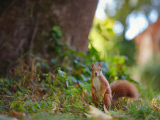Cute squirrel in a park in Munich, Germany summer travel to Europe. Wildlife in green park. Sciurus vulgaris.
