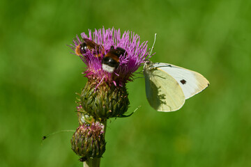 Kleiner Kohlweißling (Pieris rapae) und Hummeln an einer Distel