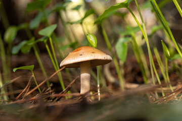 mushroom in winter in the mountains