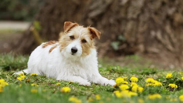 Happy cute jack russell terrier pet dog listening in the grass with dandelion flowers. Spring forward, springtime background.