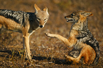 Black-backed jackal or silver-backed jackal (Lupulella mesomelas) showing submissive behaviour....
