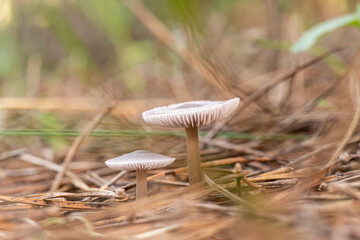 mushrooms in the mountains in winter