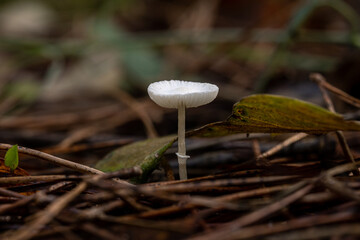 mushrooms in the mountains in winter
