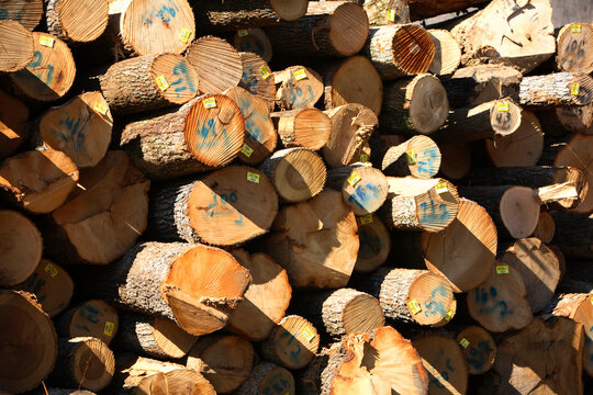 Stack of hardwood logs near Erwin, TN await a trip to lumber mill