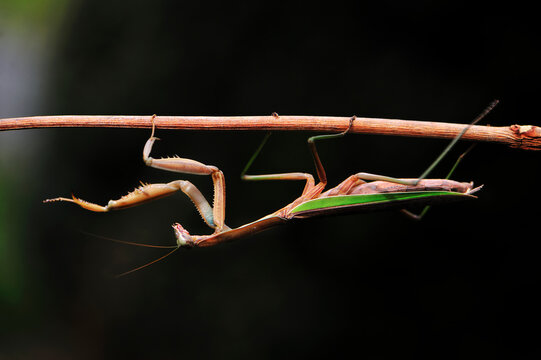 A Praying Mantis climbing upside down across a small branch and extending a leg out  in a walking position.