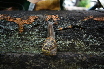 Snail showing up