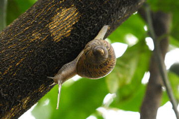 snail on a branch © Nicole Almendrada