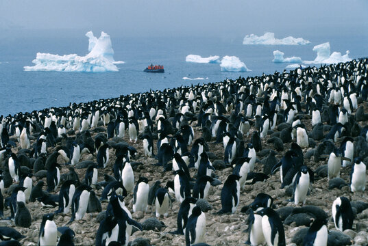 Adelie penguins colony