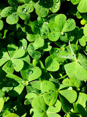 Clover close up with drops