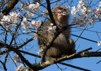 Japanmakak, Japanischer Affe auf Kirschblütenbaum, Kirschblüte, Schneeaffe oder Rotgesichtsmakake 