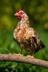 Serama hen in nature background