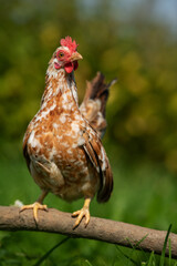 Serama hen in nature background