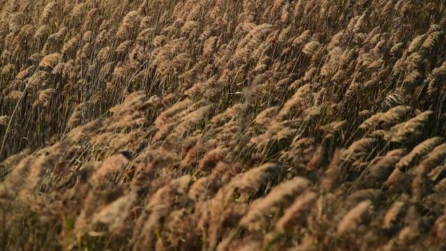 CARRIZO SECO MOVIENDOSE AL VIENTO