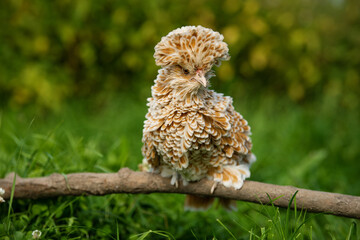 Dwarf paduaner hen in nature background