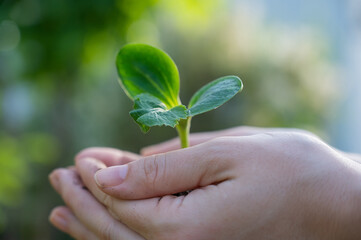 A woman holds a sprout in her hands outdoors.