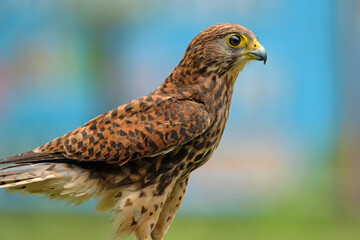 Yellow-billed kite