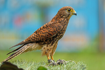 Yellow-billed kite
