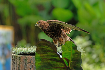 Yellow-billed kite