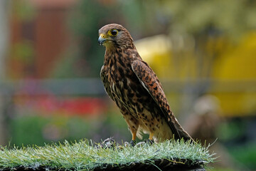 Yellow-billed kite