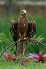 Yellow-billed kite