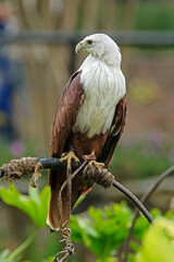 red tailed hawk