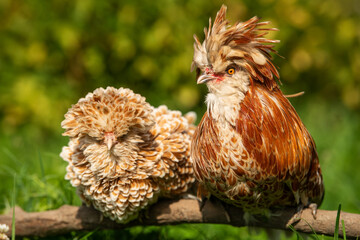 Dwarf paduaner cock and hen in nature background