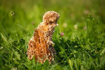 Dwarf paduaner hen in nature background