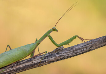 Piękna zielona modliszka na łące