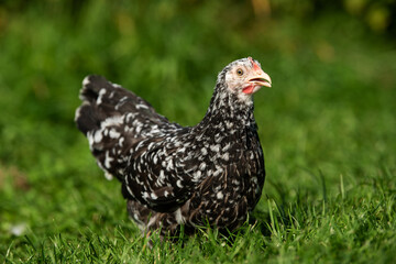 Swedish flower hen in a summer meadow
