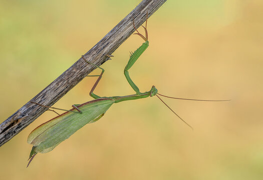 Niesamowita zielona modliszka na łące