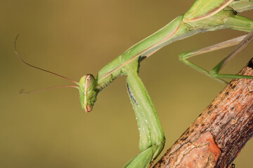Piękna zielona modliszka na łące
