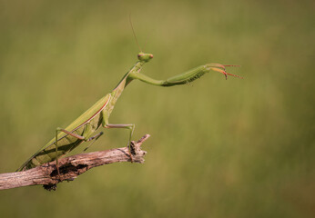 Niesamowita zielona modliszka na łące
