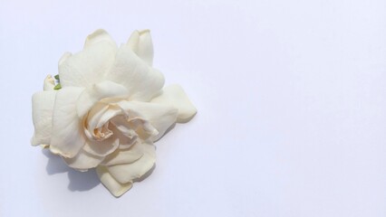 Obraz na płótnie Canvas white flower on white background. gardenia