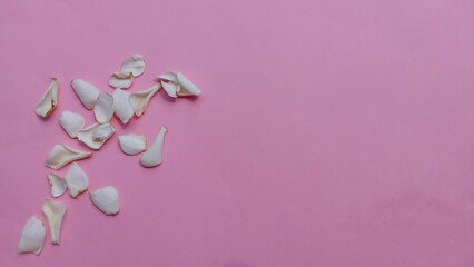 dry white flower petals isolated on pink background. gardenia flower