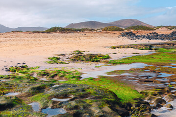 Stony Beach with Moss . Rocky ocean shore landscape