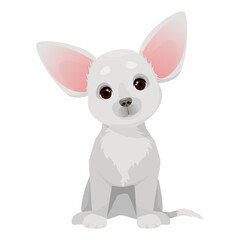 Little cute chihuahua dog with big pink ears sits