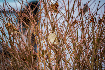 Obraz premium Tree Sparrow perched on a branch in a Bush.