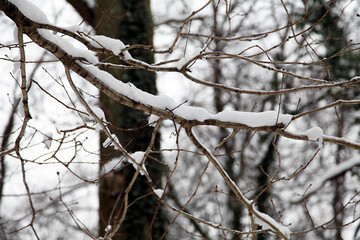 Branches covered with snow