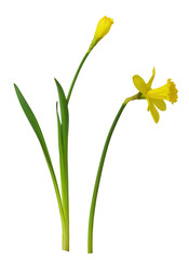 Set of yellow narcissus flower and bud isolated on white or transparent background. Profile view.