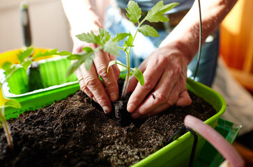 Old man gardening in home greenhouse. Men's hands planting tomato seedlings in the soil, selective focus. Planting and gardening at springtime