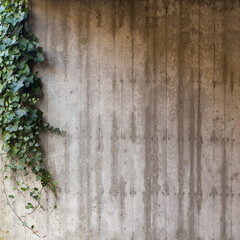 Green ivy on grey concrete textured wall background
