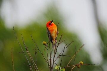 Red Fody bird perching on longan tree branch looking upwards 