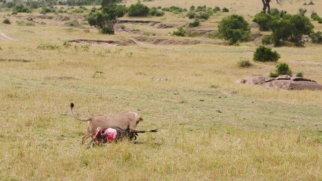 Carcass of slain wildebeest in teeth of female lion. Lioness drags her prey wearily through the desert. Bloody body of slain wildebeest is prey of female lion. Shots in collection about wild lion.