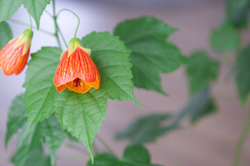Flowering orange bell flower Abutilon close-up, a ropeberry from the Malvaceae family. Care and cultivation of domestic plants on the windowsill.