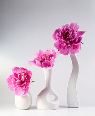 Pink peonies in a vase on a light background. Congratulations on Valentine's Day. Copy space